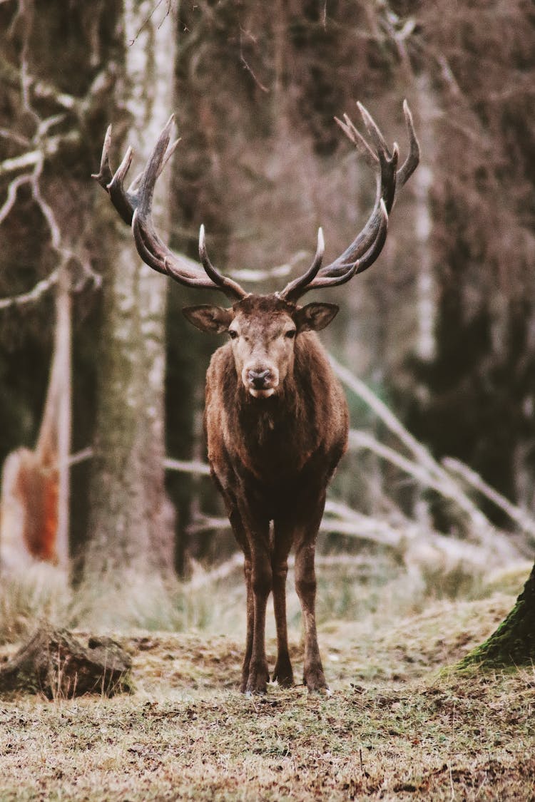 Red Deer On Forest