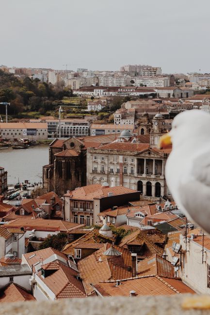 A seagull perched above Porto, Portugal, providing a view of red roofs and cityscape along the river.