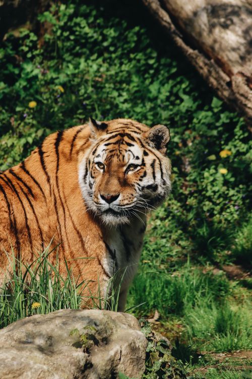 Free Close-up of a majestic tiger in a natural setting, showcasing its striking features and serene demeanor. Stock Photo