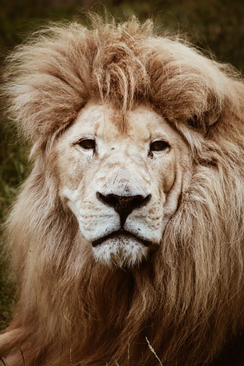 Portrait of Lion 