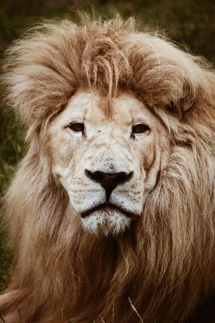 Close-up portrait of a majestic lion with a thick mane in the wild, showcasing its regal presence.