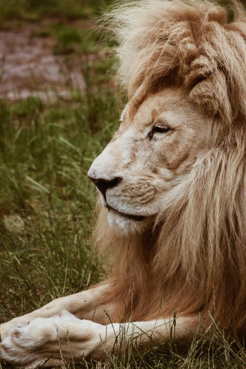 Free Close-up portrait of a majestic lion resting on a grassy field. Stock Photo