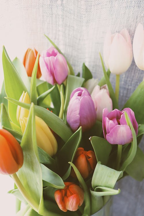 Bouquet of Tulips Flower in a Vase