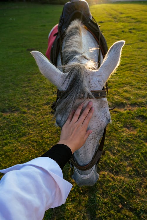 A Person in White Long Sleeves Holding White Horse Head