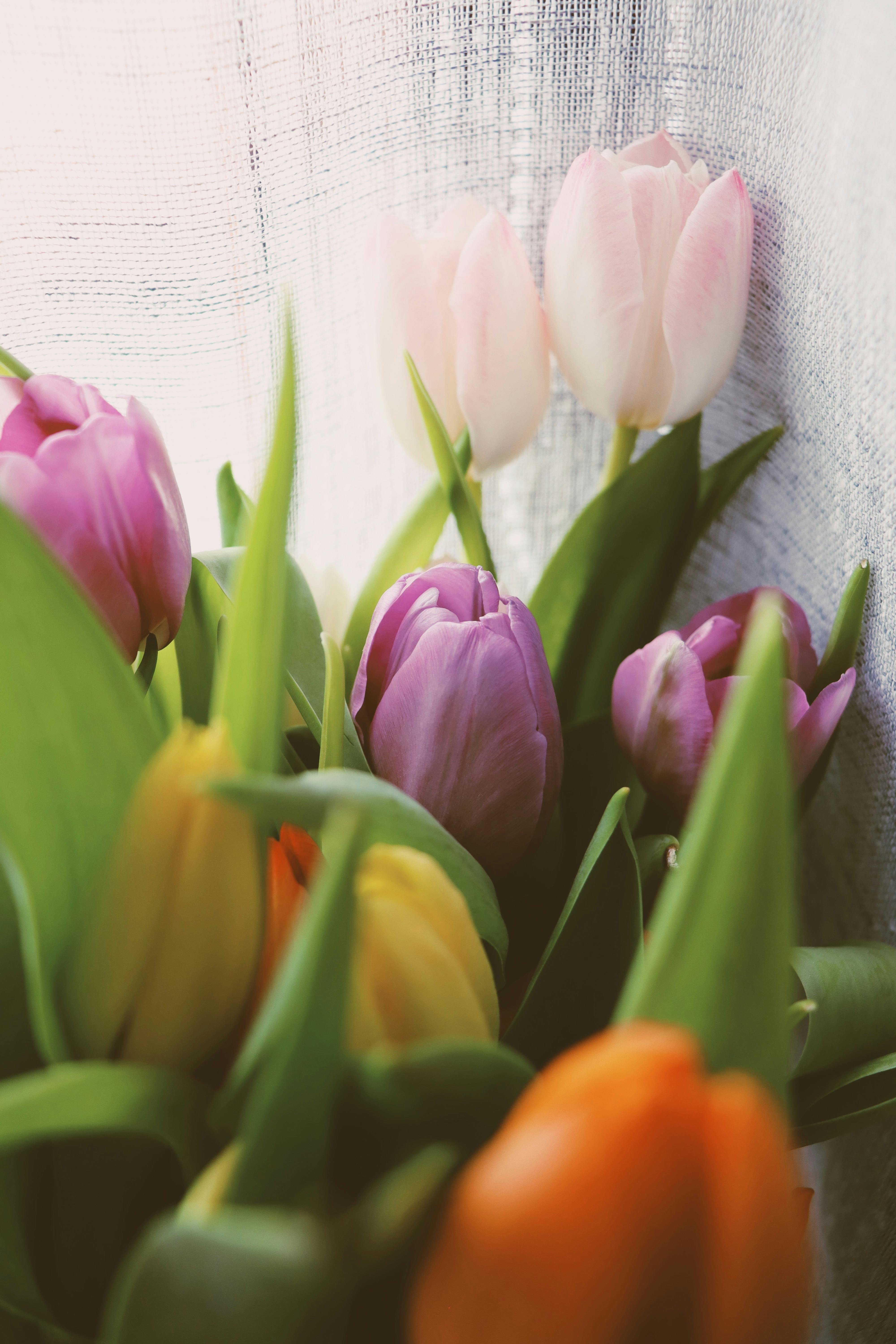 Close-up of multicolored tulips in natural light, showcasing vibrant petals and delicate textures.