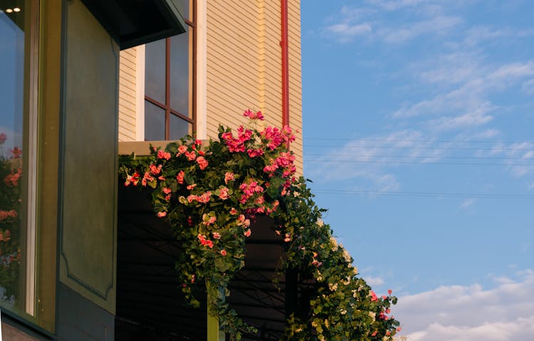 Pink Flowers With Green Leaves On A Roof