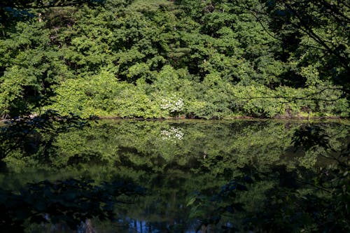 Gratis lagerfoto af dam, flod, fredsommelig