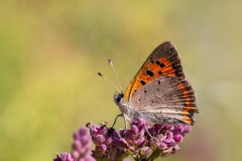 Fotobanka s bezplatnými fotkami na tému hmyz, krídla, makro snímku