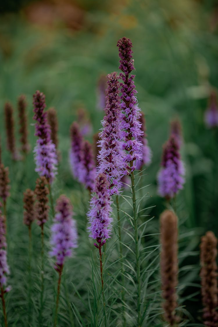 Prairie Feather Flowers In Bloom