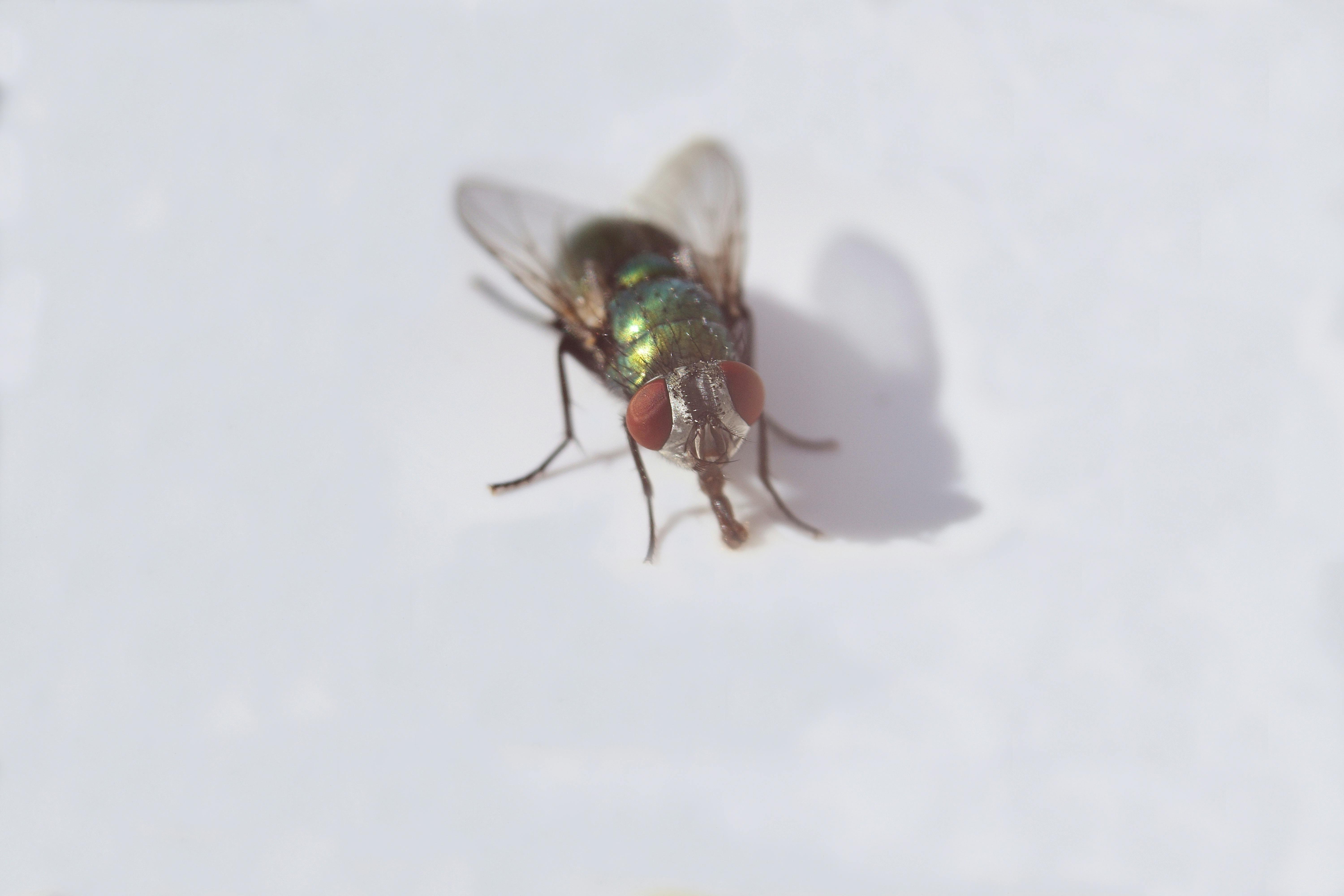 Free stock photo of fly, large fly