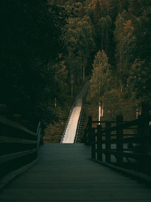 Wooden Bridge in the Forest