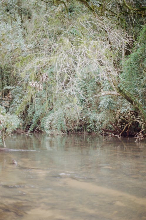 Trees Hanging over the River