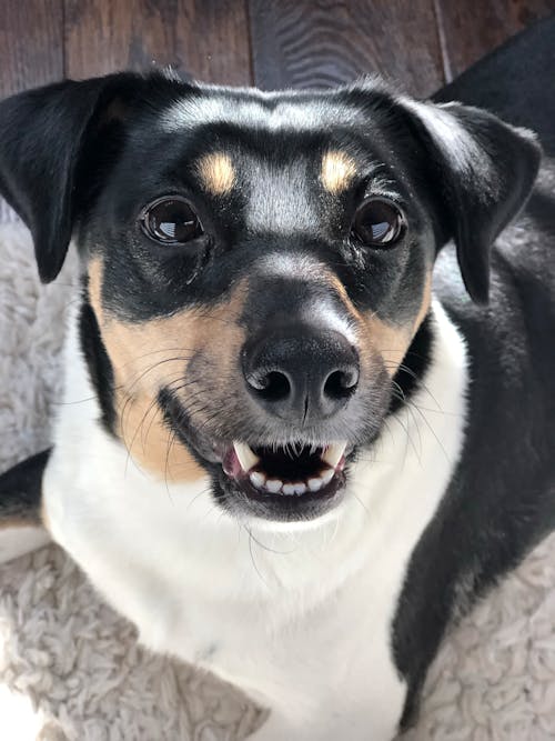 Close-up Photo of a Jack Russell Terrier