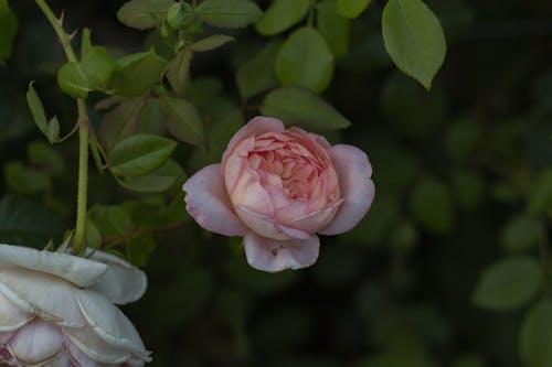 Photograph of a Pink Garden Rose in Bloom