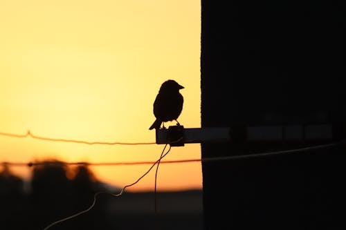 Silhouette of a Bird at Sunset