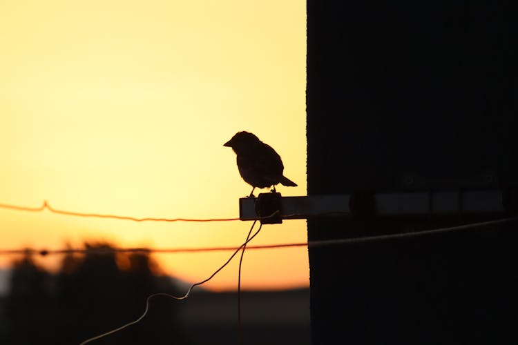 Silhouette Of Bird At Dusk