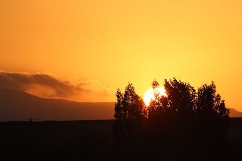 Kostenloses Stock Foto zu bäume, goldene stunde, orange himmel