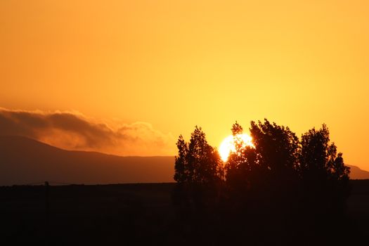 A stunning golden hour sunset with a silhouette of trees against an orange sky.