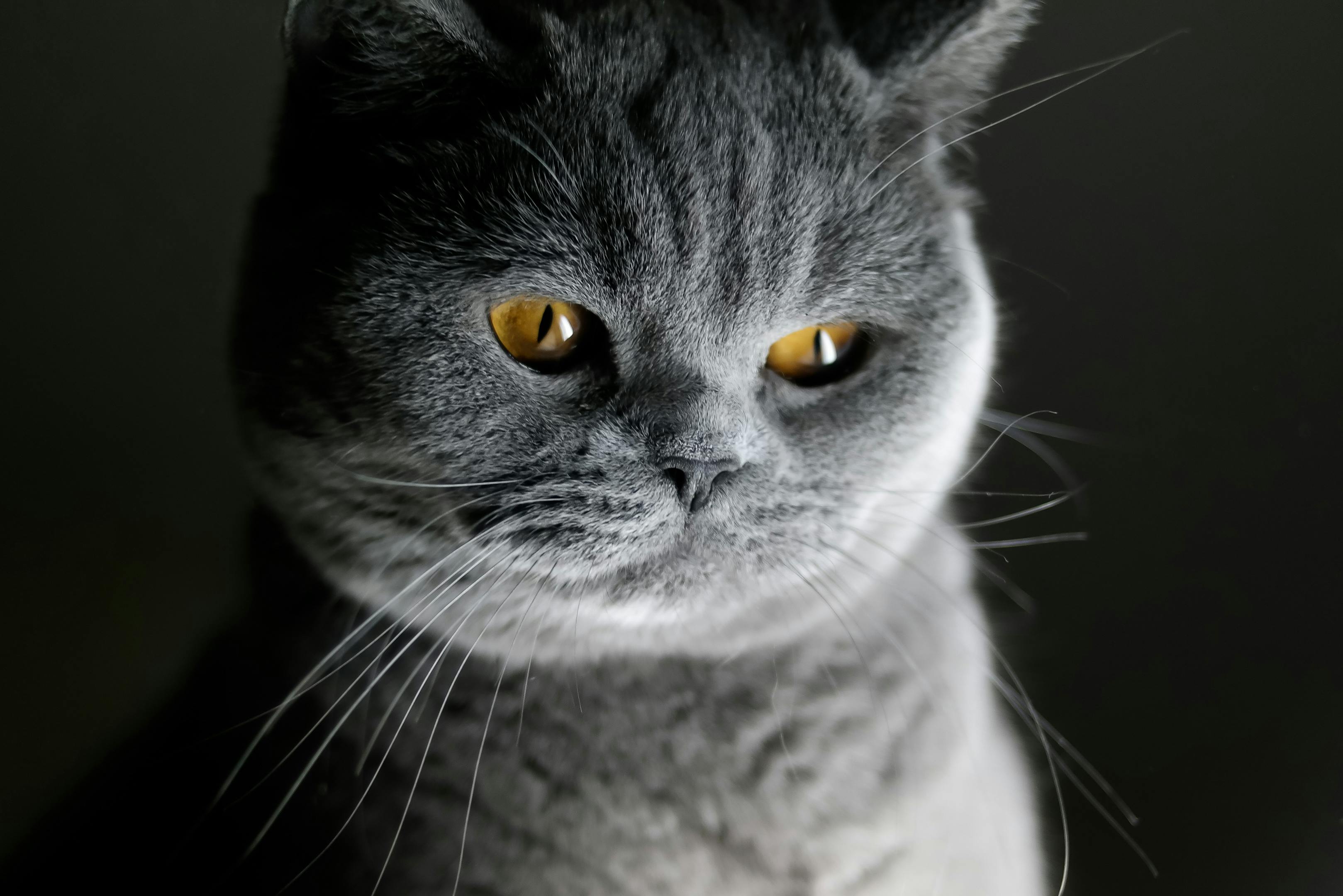 Gratis Fotos de stock gratuitas de #interior, adorable, animal Foto de stock