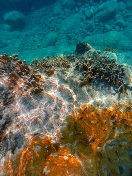 Underwater scene featuring colorful coral reef in clear turquoise waters, showcasing marine biodiversity.