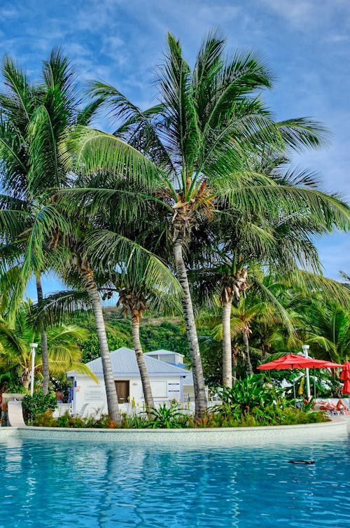 Green Palm Trees Near White Concrete Building