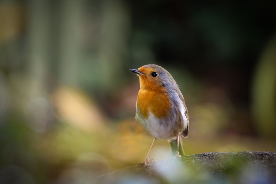 Beautiful portrait of a European Robin (Erithacus rubecula) in nature, showcasing its vibrant plumage.