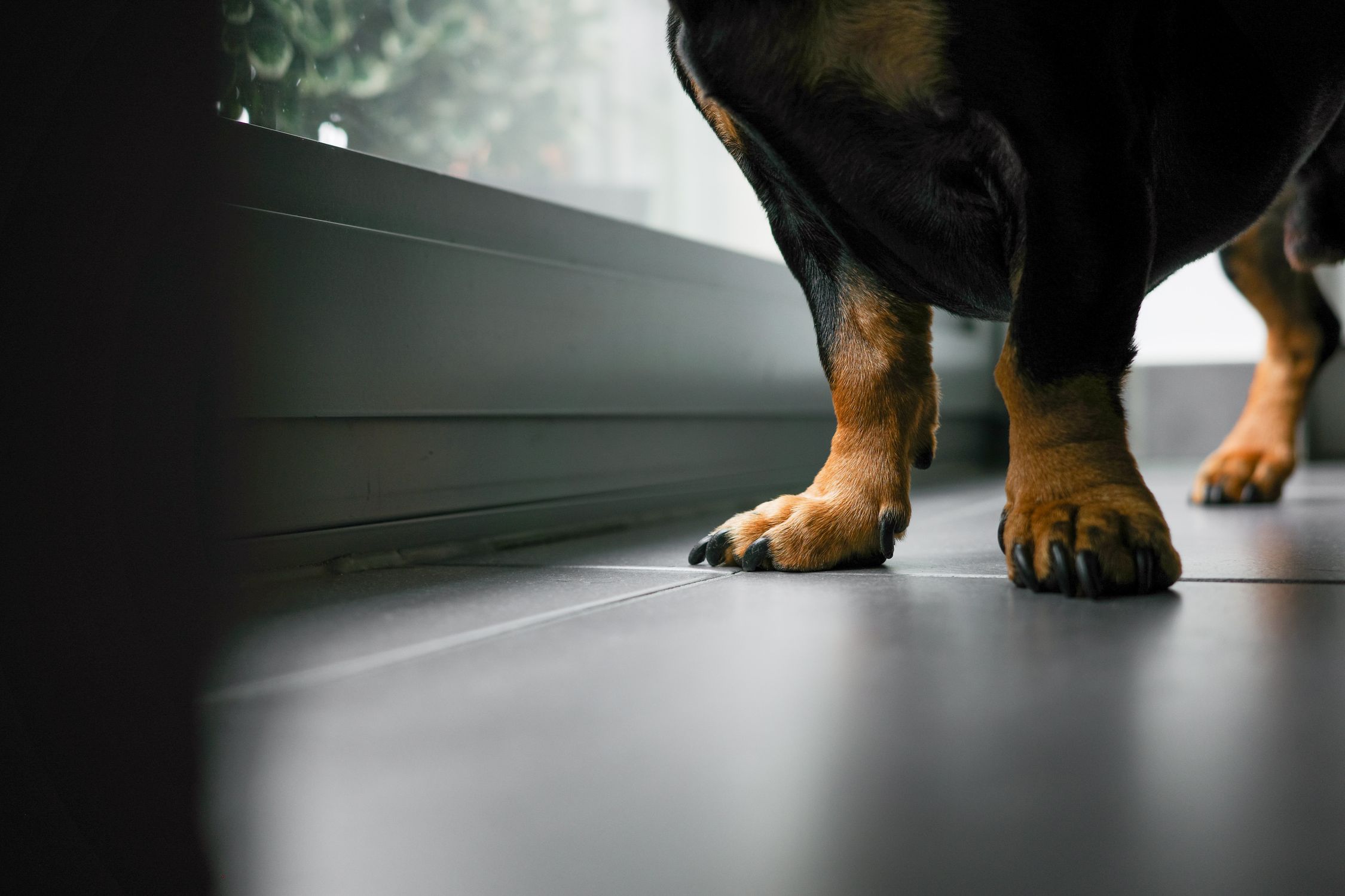 Detailed close-up of a Rottweiler's paws on a sleek floor indoors.
