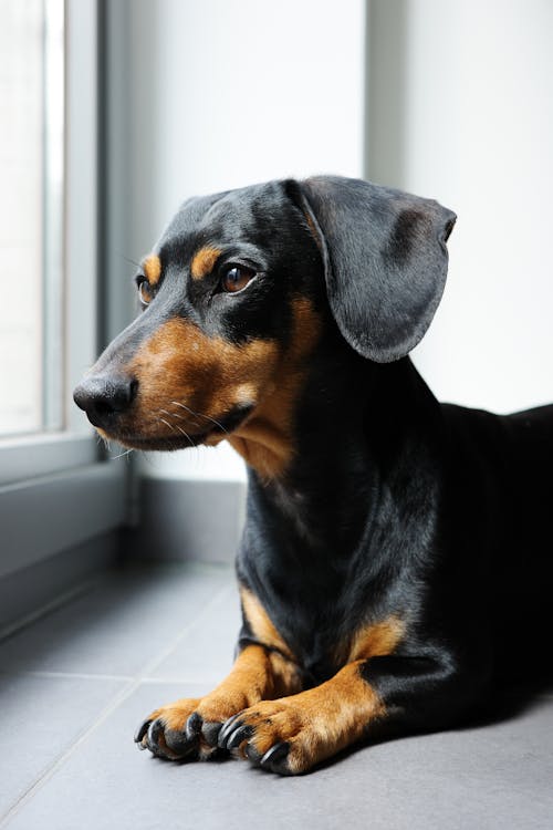 Close-Up Shot of a Dachshund Dog
