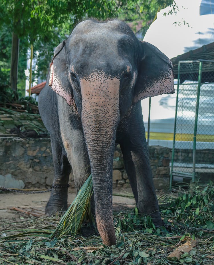 Black Elephant Walking On Green Grass