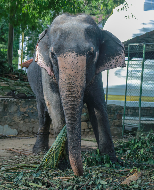 Free Close-up of an Asian elephant in Kandy, Sri Lanka, showcasing its natural habitat and behavior. Stock Photo