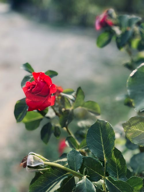 Základová fotografie zdarma na téma detail, kvést, květ