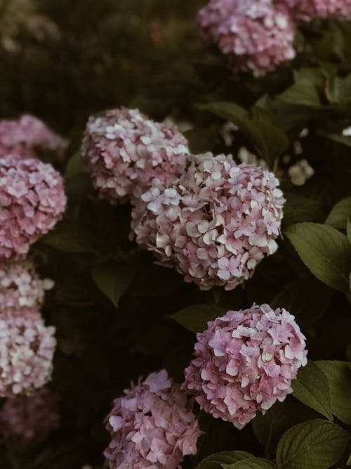 Pink French Hydrangea Flowers in Close-up Photography