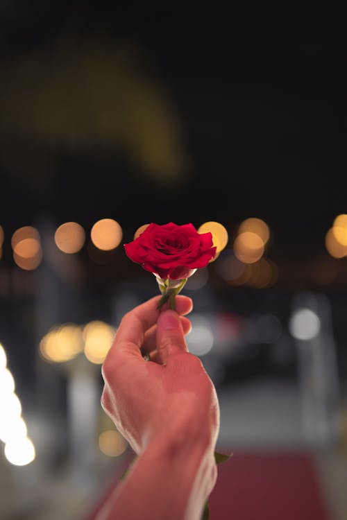 Free Person Holding Red Rose Stock Photo