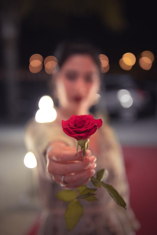 бесплатная Селективный фокус фото красной розы Стоковое фото