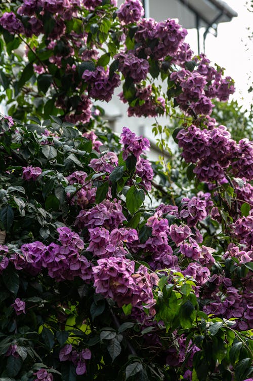 Základová fotografie zdarma na téma fialové květiny, flóra, kvést