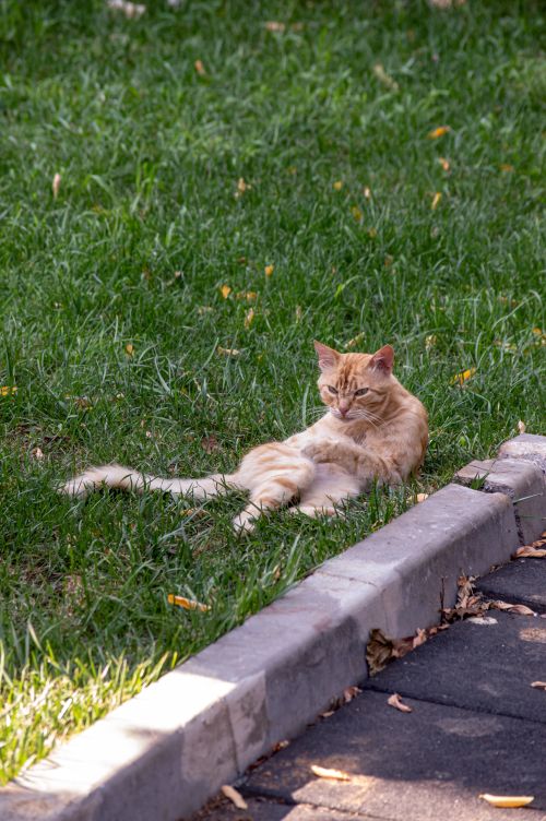 Free A leisurely tabby cat lounges on a lush green lawn in an İstanbul park. Stock Photo