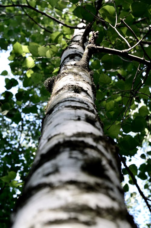 Low Angle Photography Of Tall Tree