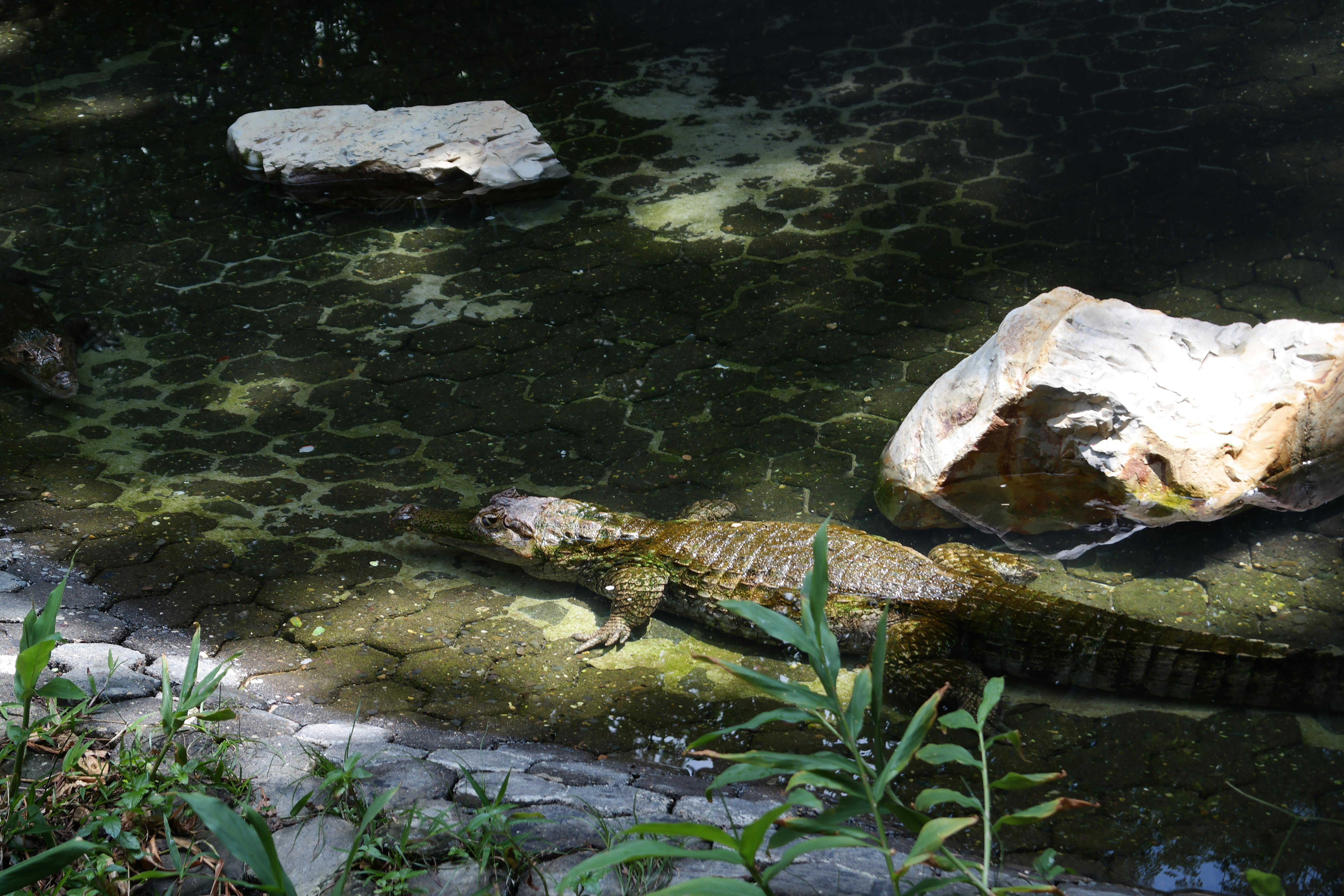 Free stock photo of alligator, animal park, garden pond