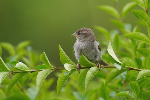 Free baby sparrow Stock Photo