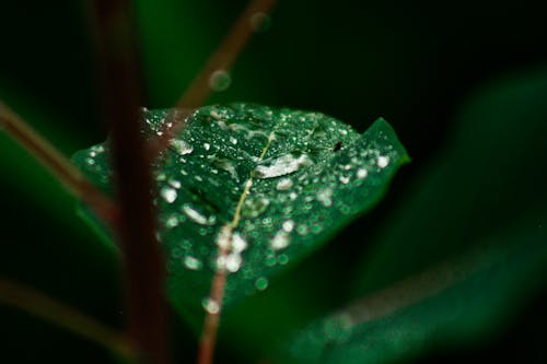 Селективное фото зеленого листового растения с каплями дождя