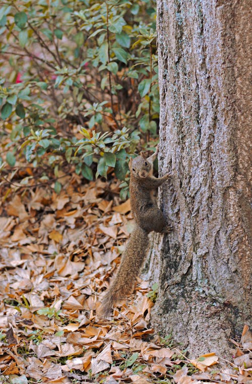 Squirrel on Tree Trunk