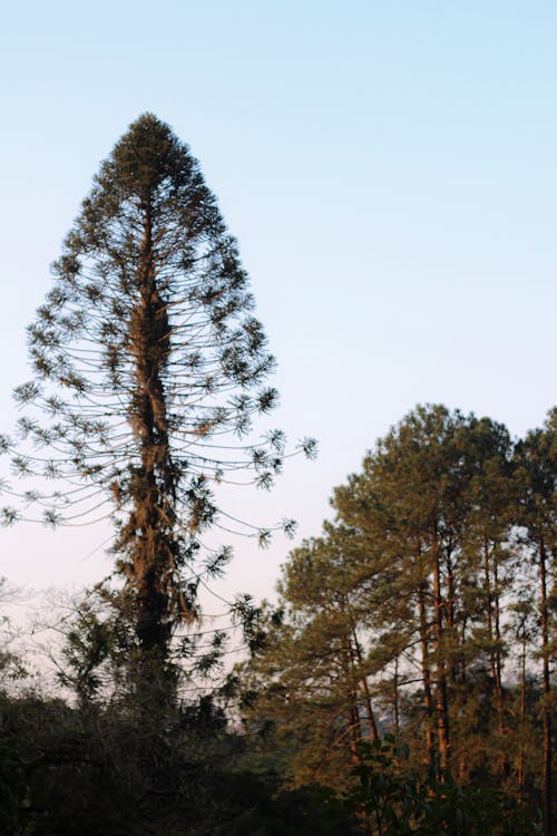 Бесплатное стоковое фото с вертикальный выстрел, голубое небо, деревья