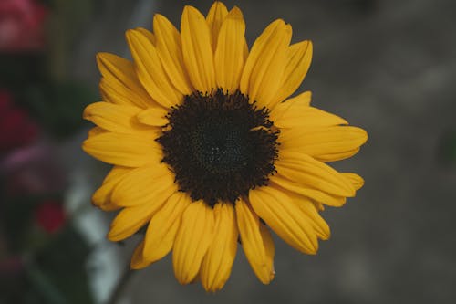 Close-Up Photo of a Sunflower with Yellow Petals