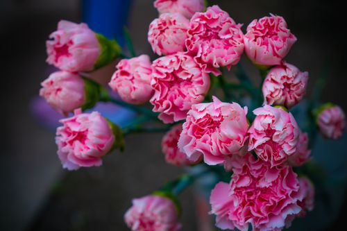 Free Close-up of vibrant pink carnations in full bloom showcasing detailed petals. Stock Photo