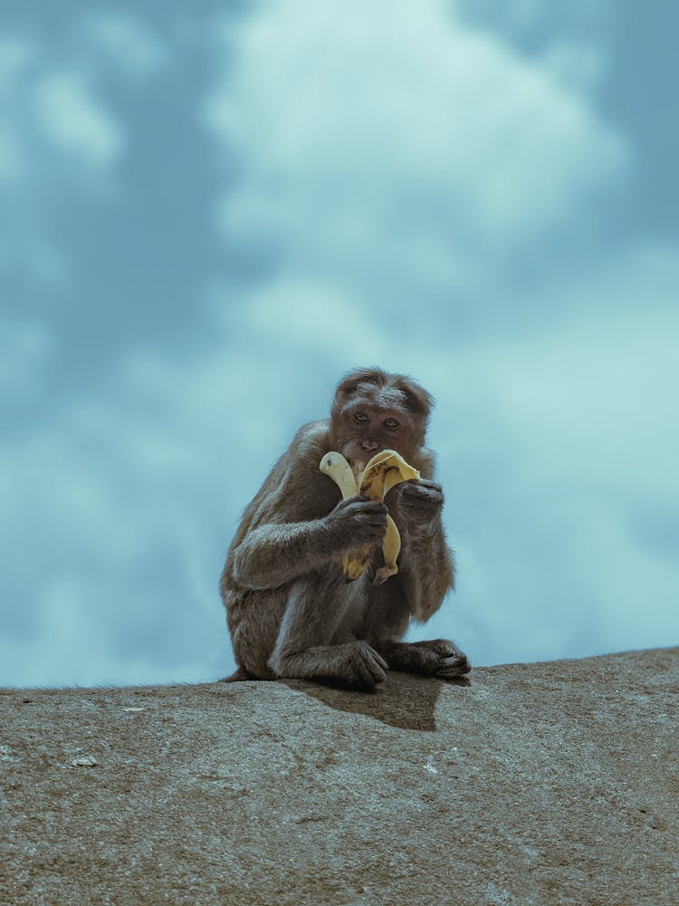 Monkey Eating Banana