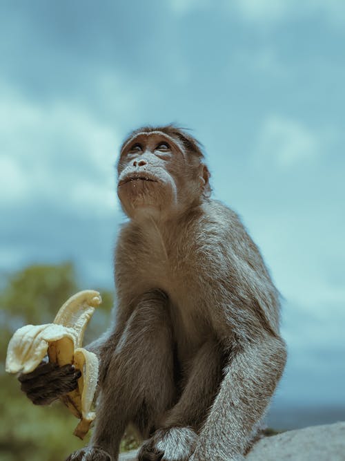 Monkey Holding a Banana