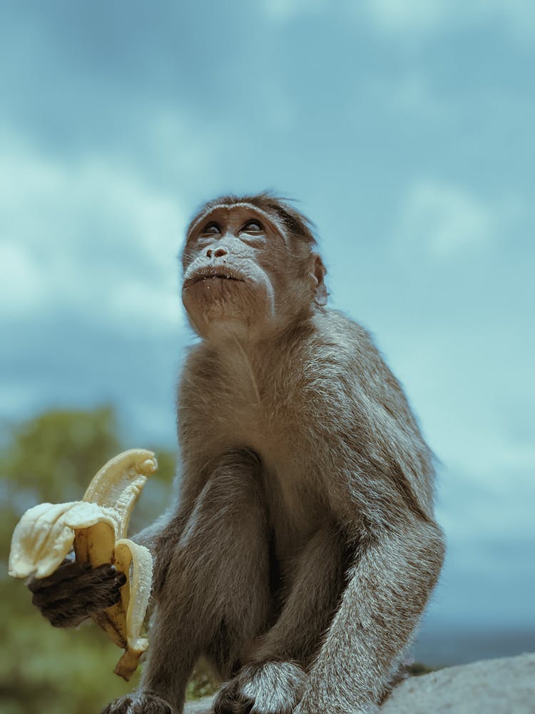 Monkey Holding A Banana