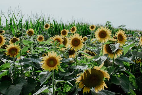 Бесплатное стоковое фото с желтые цветы, подсолнухи, поле подсолнухов