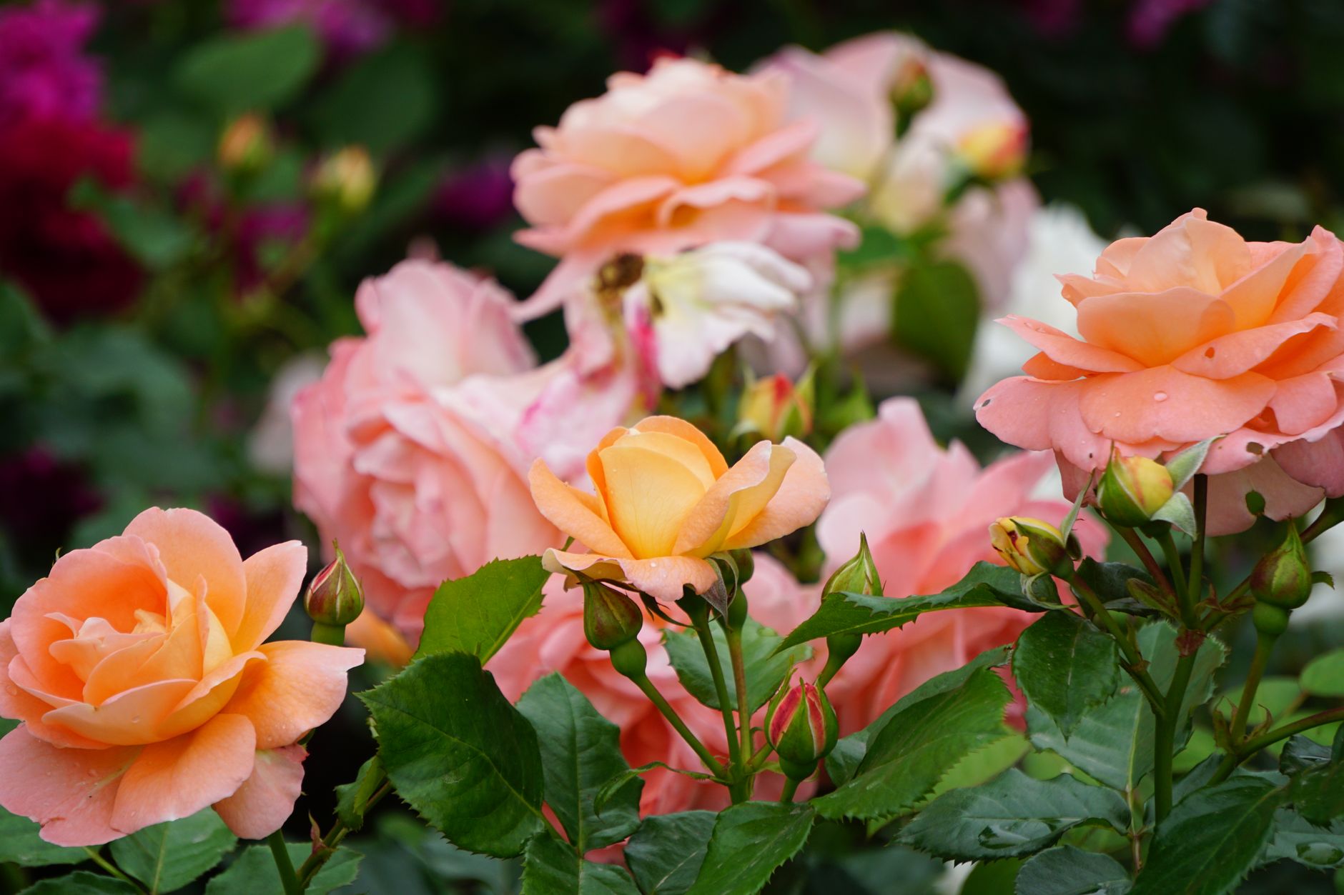 Close-up of beautiful orange roses with dewdrops, showcasing nature's elegance and vibrant colors.