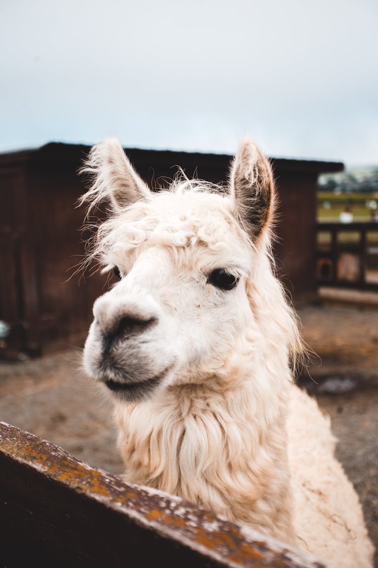 Close-up View Of Llama On Farm